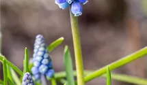 Muscari blau