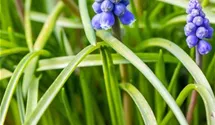 Muscari blau