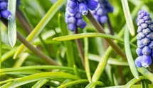 Muscari blau