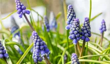 Muscari blau