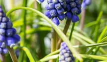 Muscari blau