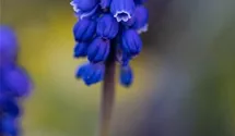 Muscari blau