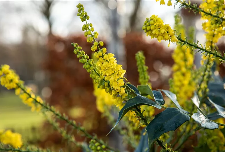 Mahonia bealei