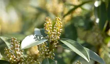 Breitw.Lorbeerkirsche 'Otto Luyken'
