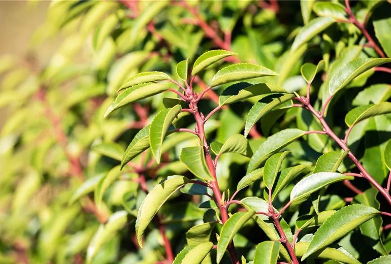 Prunus lusitanica Prunus lusitanica