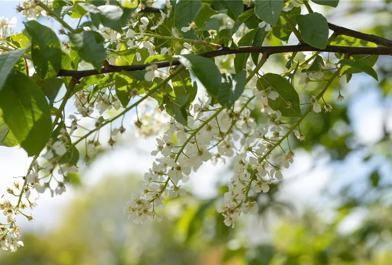 Prunus padus Prunus padus