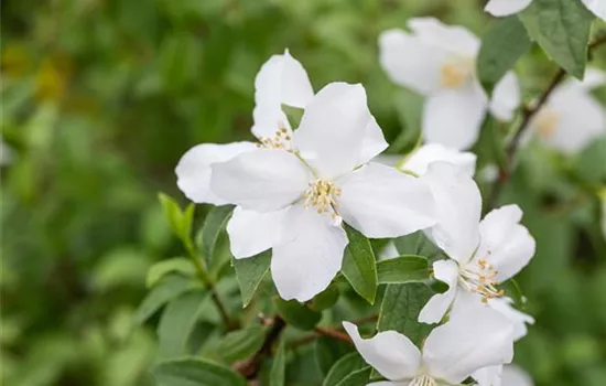 Philadelphus 'Dame Blanche'