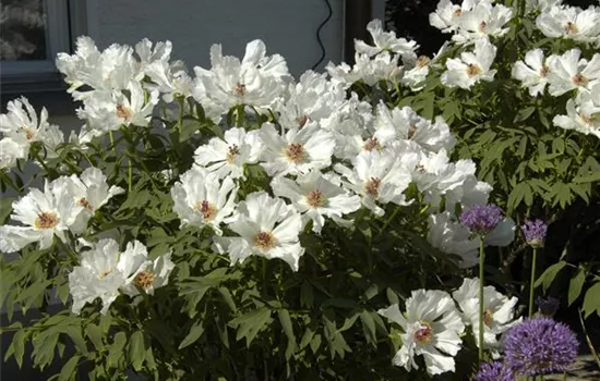Paeonia suffruticosa, weiß