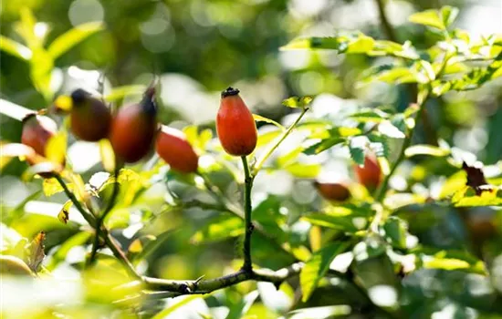 Rosa canina