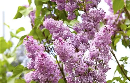Syringa chinensis