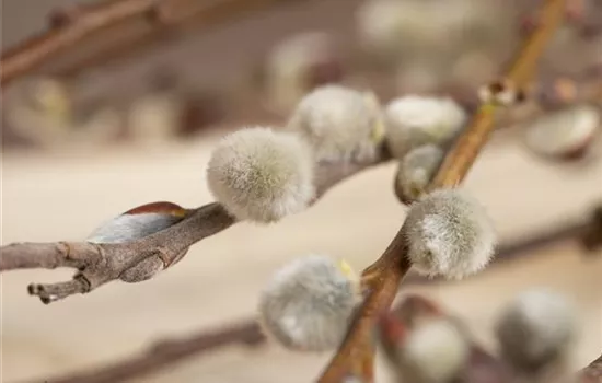 Salix caprea 'Mas'