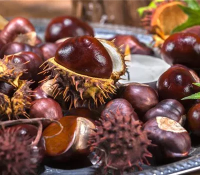 Rund um die Kastanie  Rund um die Kastanie