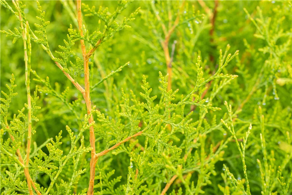 Thuja occidentalis 'Brabant'