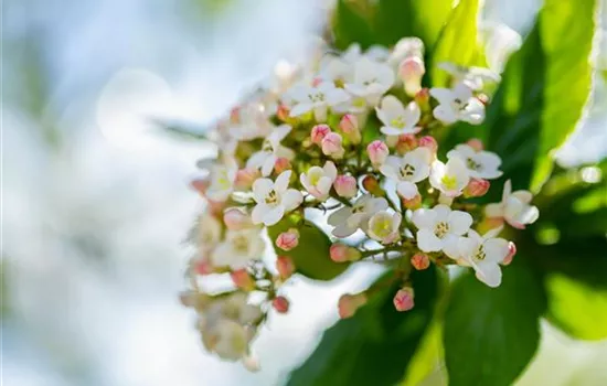 Viburnum carlcephalum