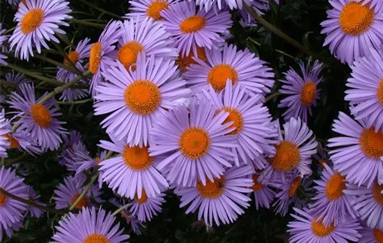 Aster tongolensis 'Wartburgstern', gen.