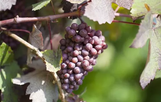 Vitis 'New York Muscat'