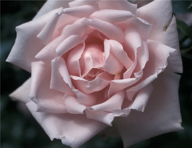 Rosa 'New Dawn' KL IV