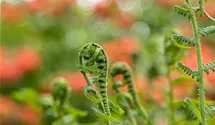 Gewöhnlicher Wurmfarn