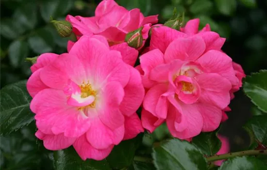 Rosa 'Palmengarten Frankfurt' -R- BDR III