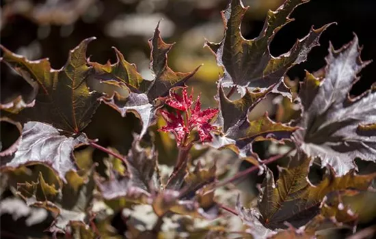Acer platanoides 'Faassen's Black'