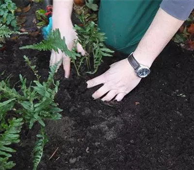 Farn - Teilen und Vermehren Farn - Teilen und Vermehren