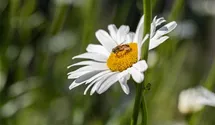 Wiesen-Margerite