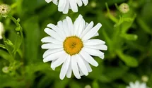 Sommer-Margerite