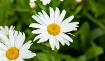Sommer-Margerite