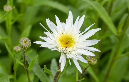 Leucanthemum x superb., weiß