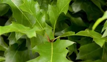 Sumpf-Eiche 'Green Dwarf'