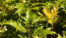 Sumpf-Eiche 'Green Dwarf'
