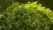 Sumpf-Eiche 'Green Dwarf'