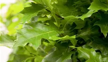 Sumpf-Eiche 'Green Dwarf'