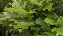 Sumpf-Eiche 'Green Dwarf'