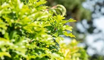 Sumpf-Eiche 'Green Dwarf'