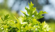 Sumpf-Eiche 'Green Dwarf'