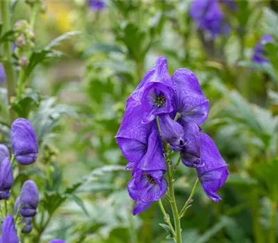 Aconitum carmichaelii 'Arendsii', gen. Aconitum carmichaelii 'Arendsii', gen.