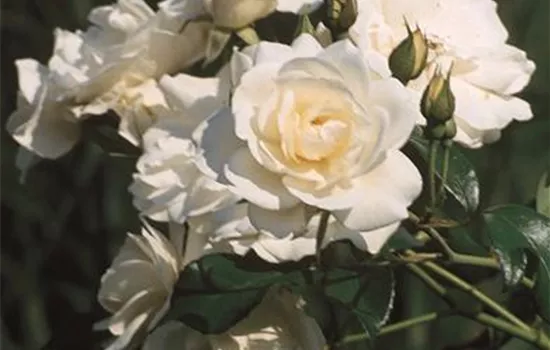 Rosa 'Schneewittchen' -R- STR III