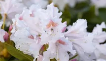 Rhododendron Hybr.'Cunningham's White' I