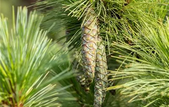 Pinus peuce