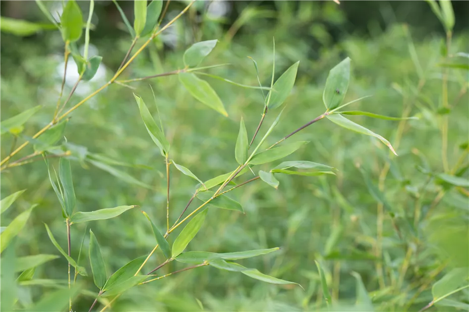 Fargesia murieliae 'Jumbo'