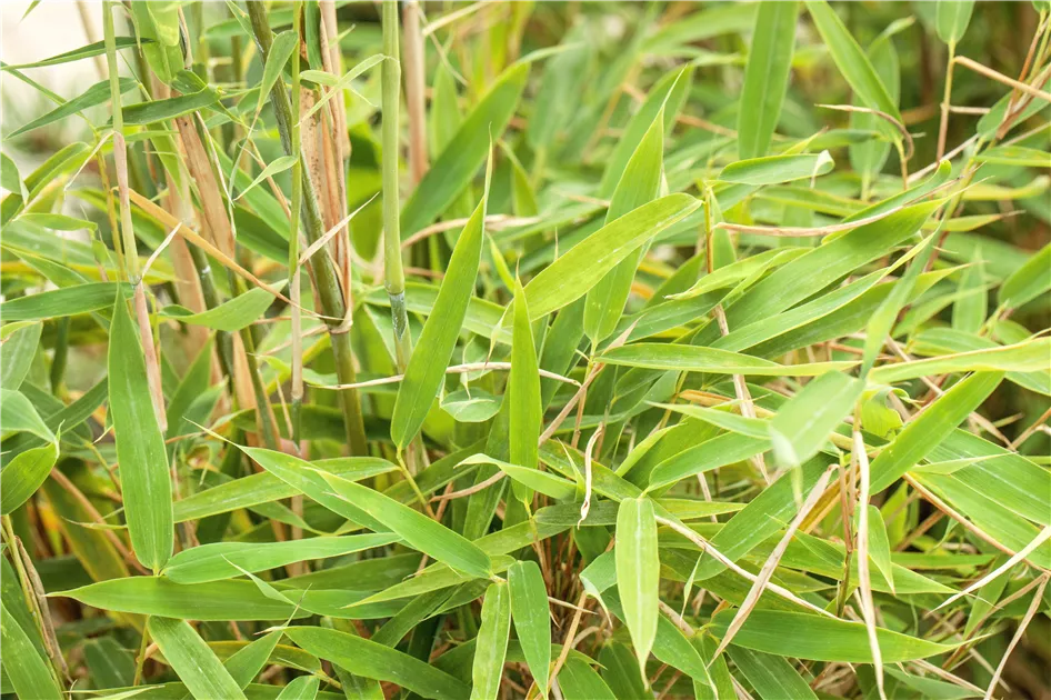 Fargesia murieliae 'Jumbo'