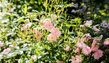 Engl.Bodend.Rose 'The Fairy'