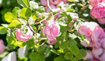 Engl.Bodend.Rose 'The Fairy'
