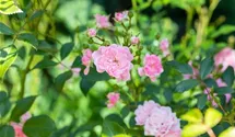 Engl.Bodend.Rose 'The Fairy'
