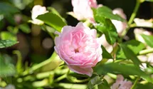Engl.Bodend.Rose 'The Fairy'