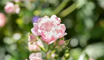 Engl.Bodend.Rose 'The Fairy'