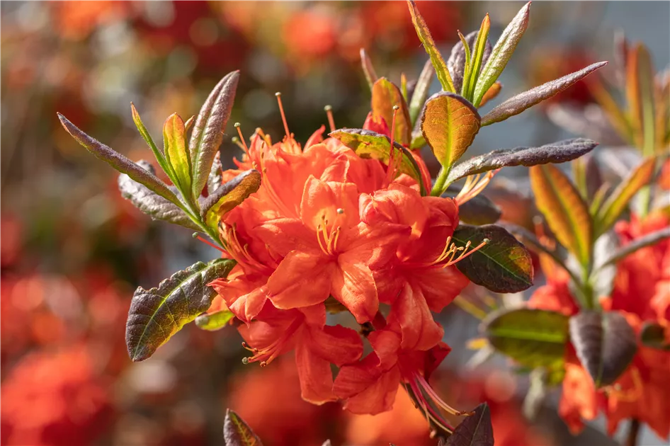 Rhododendron lut.'Fireball' I