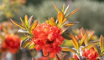 Rhododendron lut.'Fireball' I