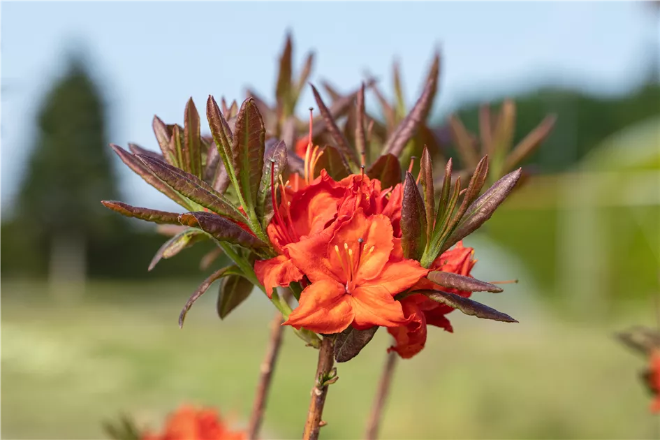 Rhododendron lut.'Fireball' I